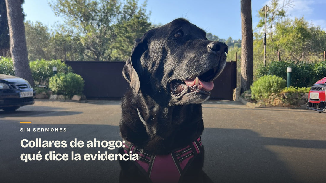 Ray con el arnés antitirones en lugar de collar. Portada del artículo sobre collares de castigo