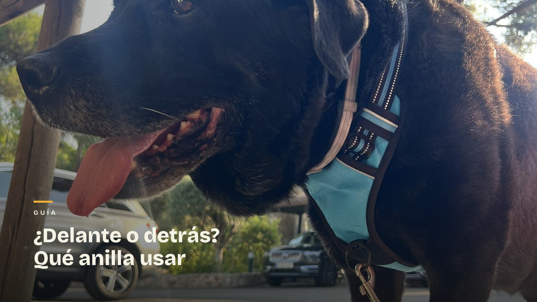 Ray, labrador negro, de perfil con el arnés RAYGO azul. Portada de la guía sobre qué anilla usar