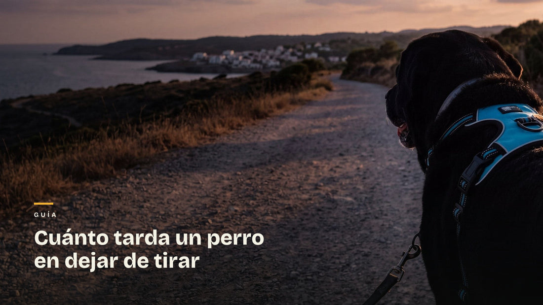 Ray con el arnés azul en un camino costero al atardecer. Portada de la guía sobre cuánto tarda un perro en dejar de tirar