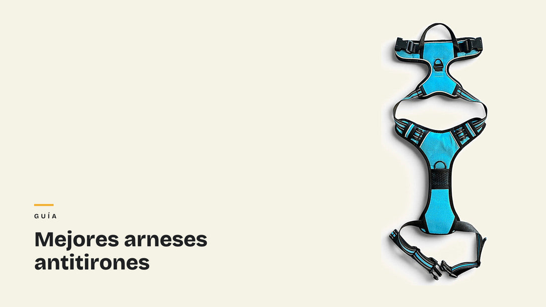 Arnés antitirones RAYGO azul extendido sobre fondo crema. Portada de la guía de mejores arneses