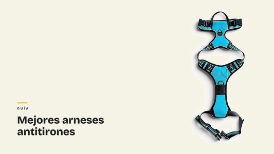 Arnés antitirones RAYGO azul extendido sobre fondo crema. Portada de la guía de mejores arneses