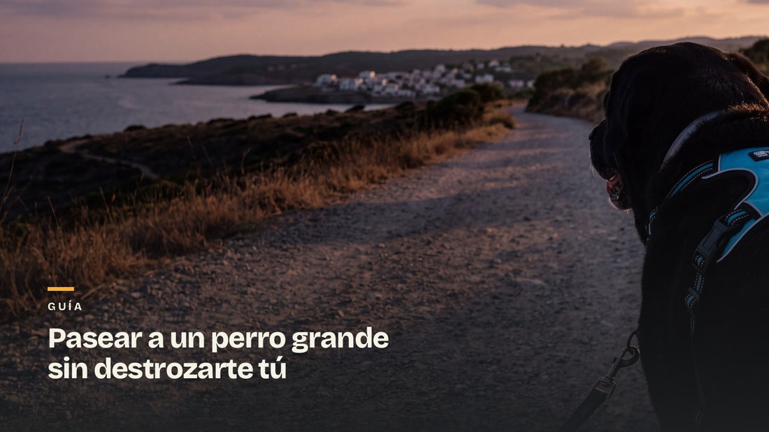 Perro con el arnés y la correa tensa en un camino junto al mar al atardecer