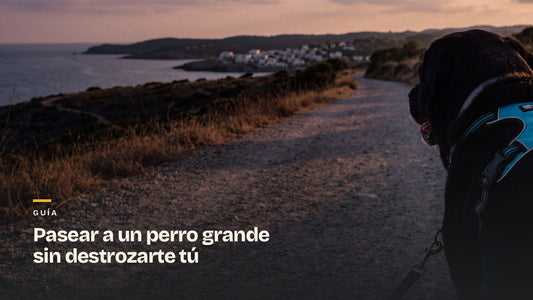Perro con el arnés y la correa tensa en un camino junto al mar al atardecer