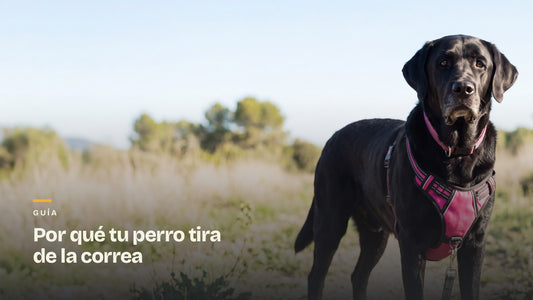 Ray, labrador negro, de pie en el campo con el arnés antitirones RAYGO