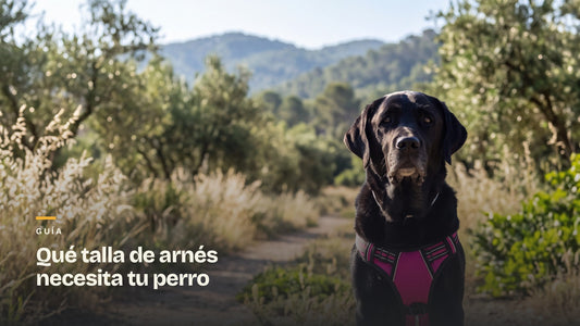 Ray sentado en un camino de campo con el arnés puesto. Portada de la guía de tallas