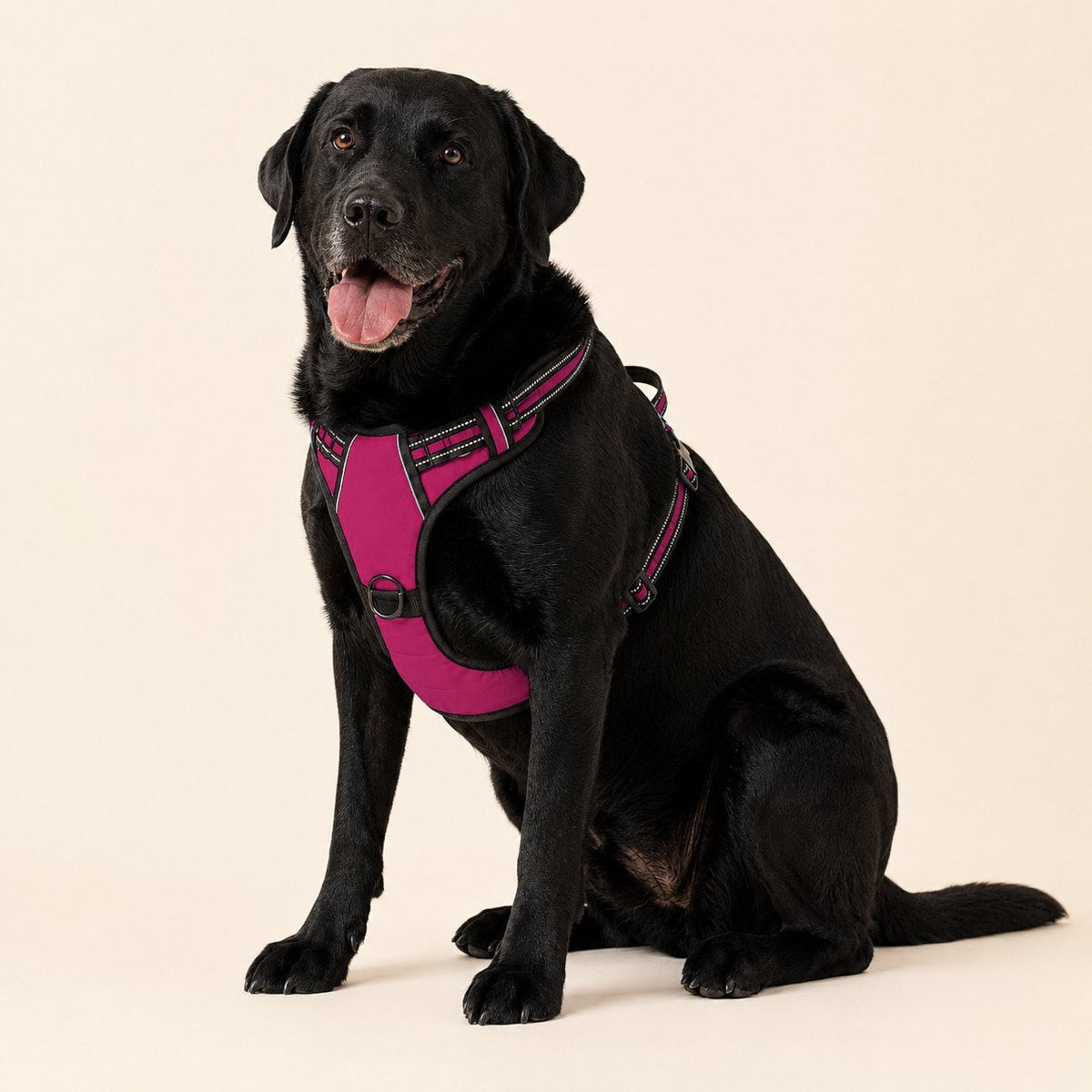 Labrador negro sentado con el arnés antitirones RAYGO en fucsia, sobre fondo crema de estudio