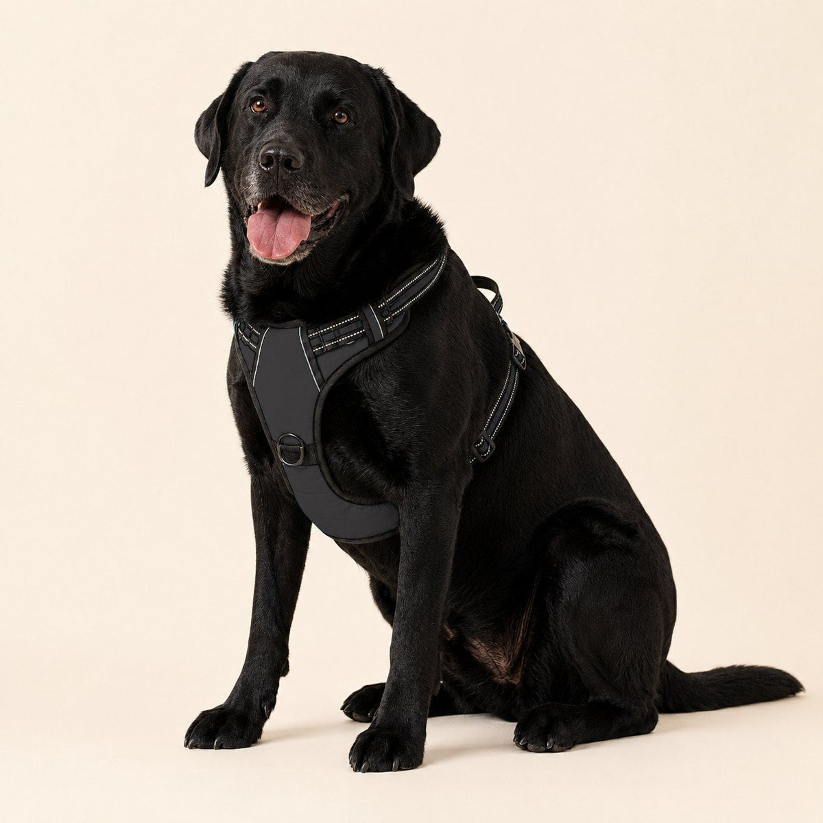 Labrador negro sentado con el arnés antitirones RAYGO en negro, sobre fondo crema de estudio