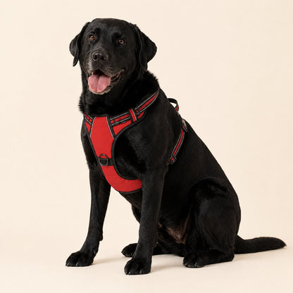 Labrador negro sentado con el arnés antitirones RAYGO en rojo, sobre fondo crema de estudio